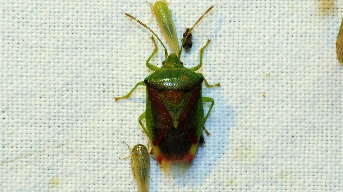 Elasmostethus interstinctus - pirostarka dajkapoloska