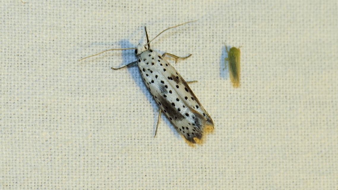 Yponomeuta irrorella - pókhálós kökénymoly