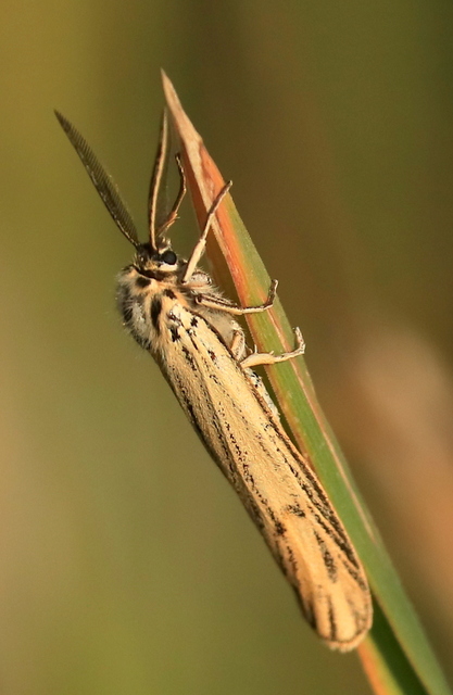 Spiris striata - csíkos molyszövő