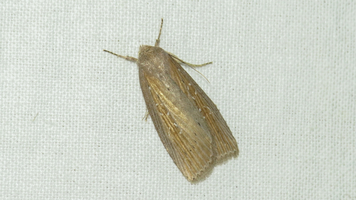Chilodes maritima - négyfoltos nádibagoly
