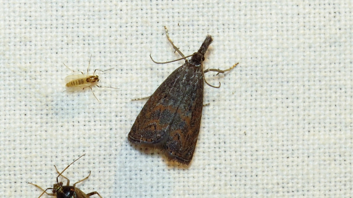 Platytes cerussella - törpe fűgyökérmoly