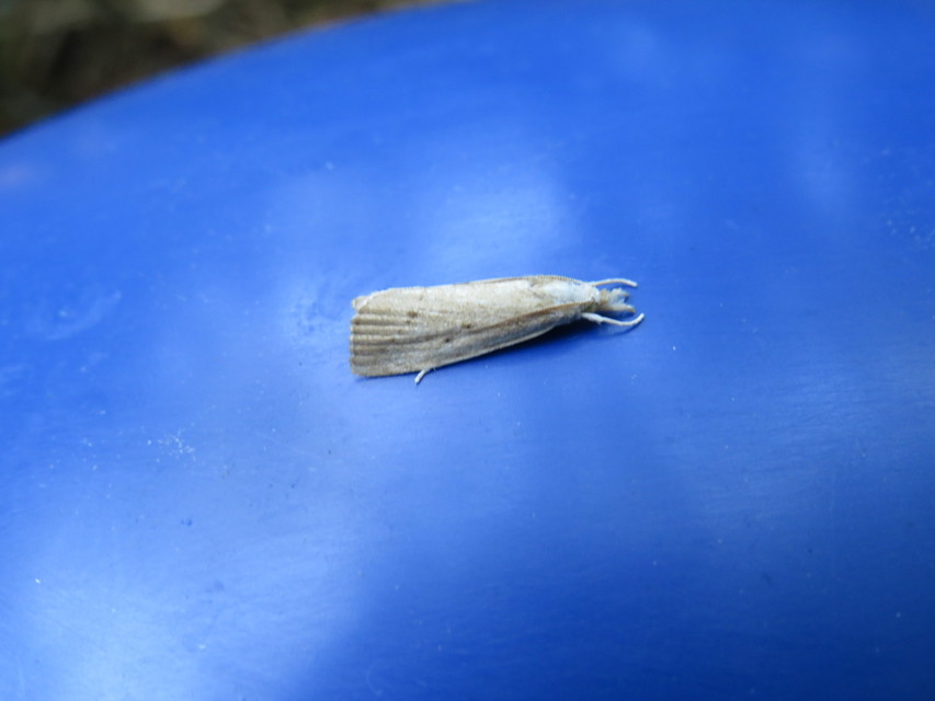 Calamotropha paludella - barna nádlevélmoly
