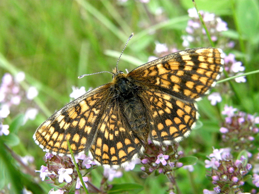 Melitaea athalia/aurelia/britomartis