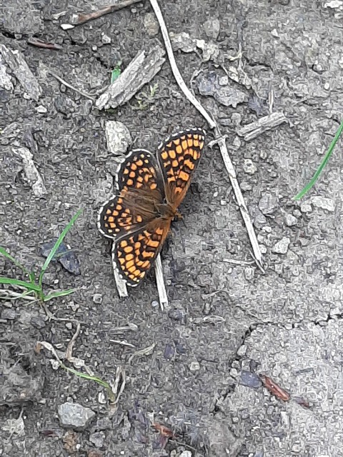 Melitaea athalia/aurelia/britomartis