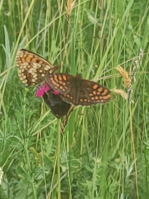 Melitaea athalia/aurelia/britomartis