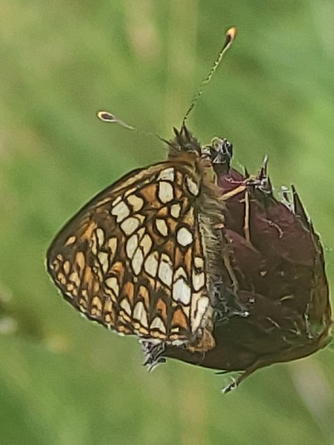Melitaea britomartis - barnás tarkalepke