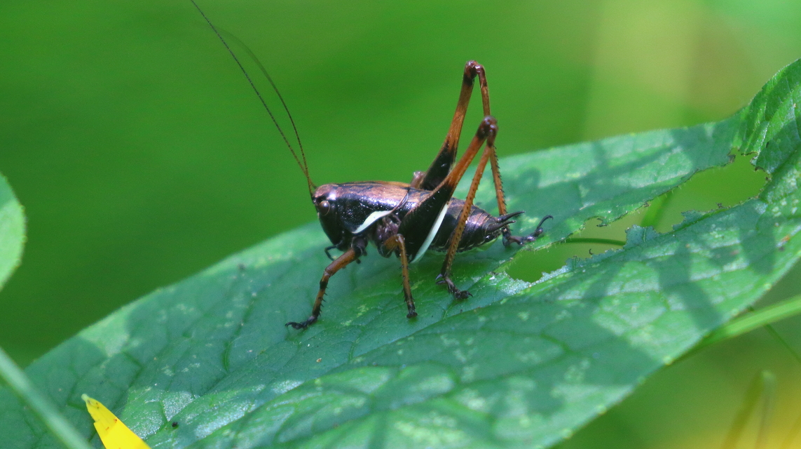 Pholidoptera aptera - nagy avarszöcske