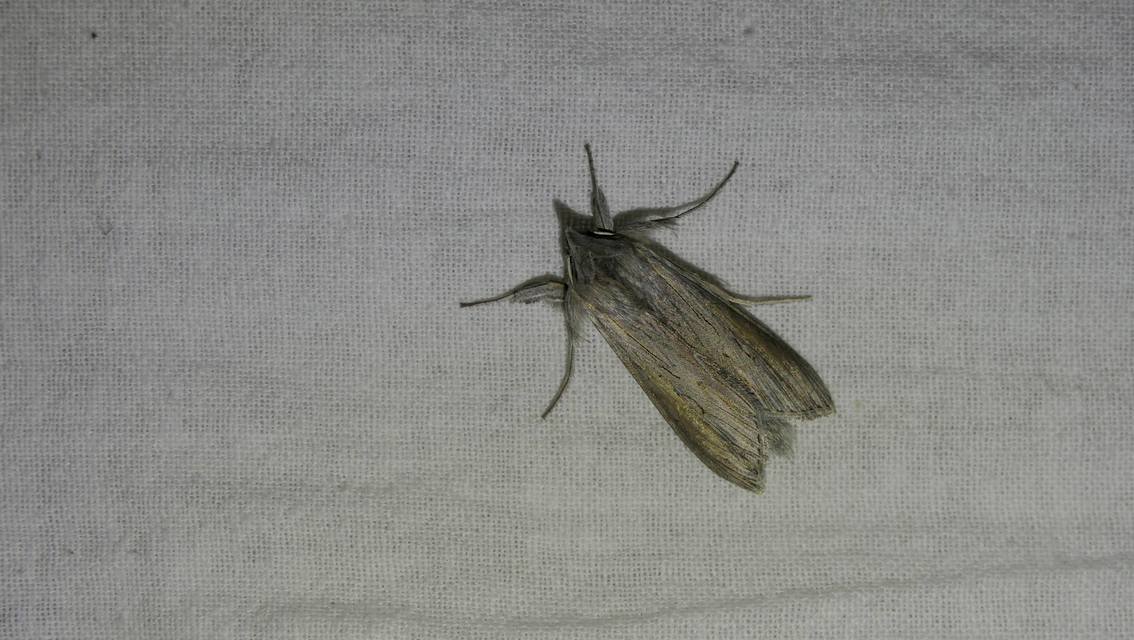 Cucullia umbratica - közönséges csuklyásbagoly