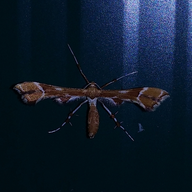 Cnaemidophorus rhododactyla - rózsabogyó-tollasmoly