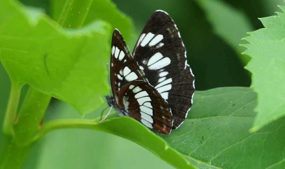 Neptis rivularis - nagy fehérsávoslepke