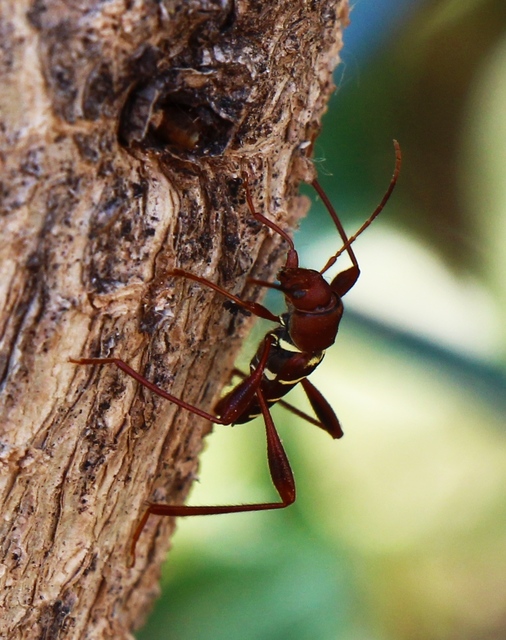 Neoclytus acuminatus - amerikai darázscincér