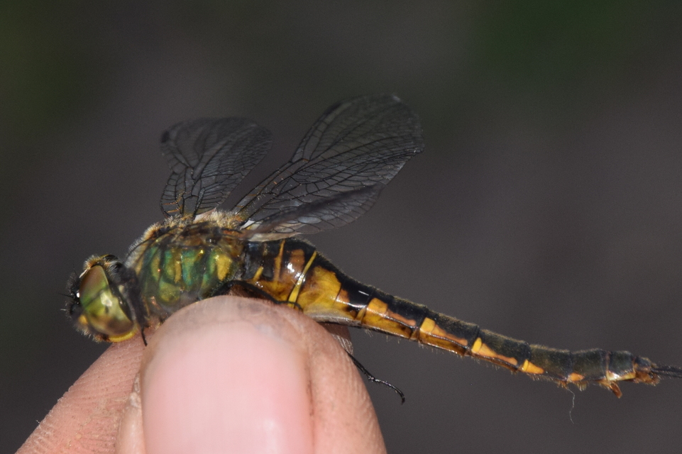 Somatochlora flavomaculata - sárgafoltos smaragdszitakötő