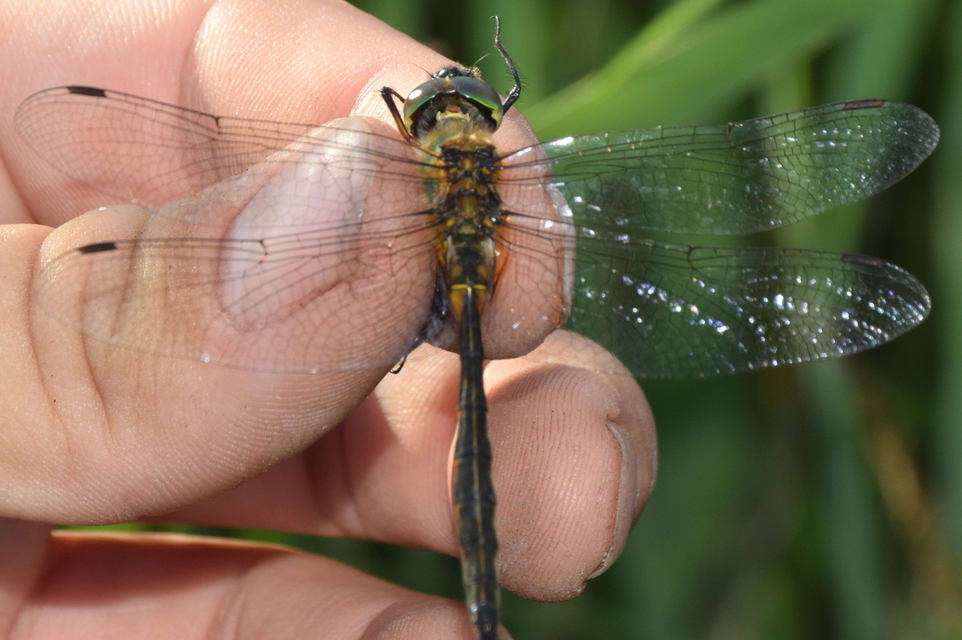 Somatochlora flavomaculata - sárgafoltos smaragdszitakötő