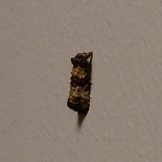 Phtheochroa pulvillana - spárgaszár-fúrómoly