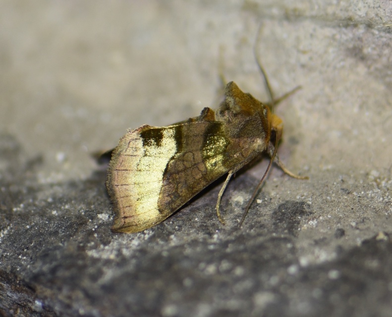 Diachrysia chrysitis - aranybagoly