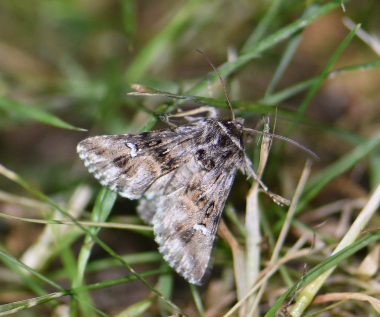 Calophasia lunula - gyújtoványfű-apróbagoly