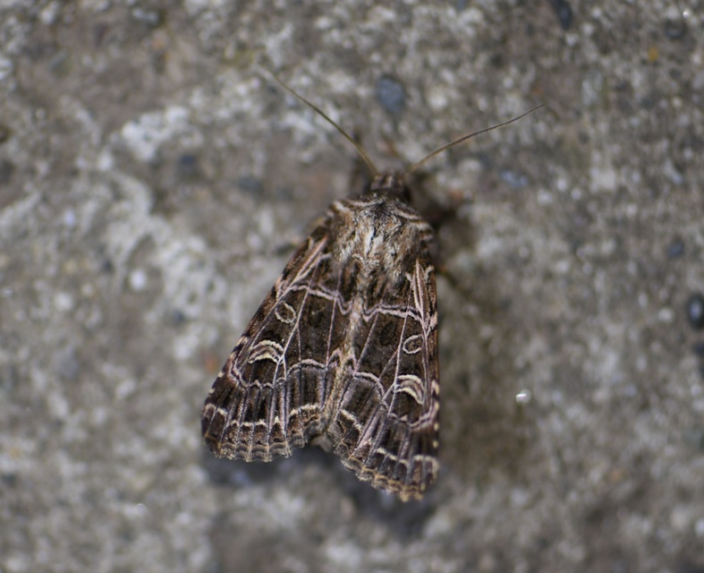 Heliophobus reticulata - fehéreres kertibagoly