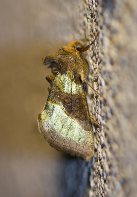 Diachrysia chrysitis - aranybagoly