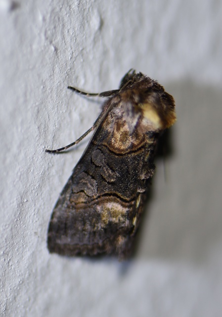 Abrostola asclepiadis - barnaövű csalánbagoly