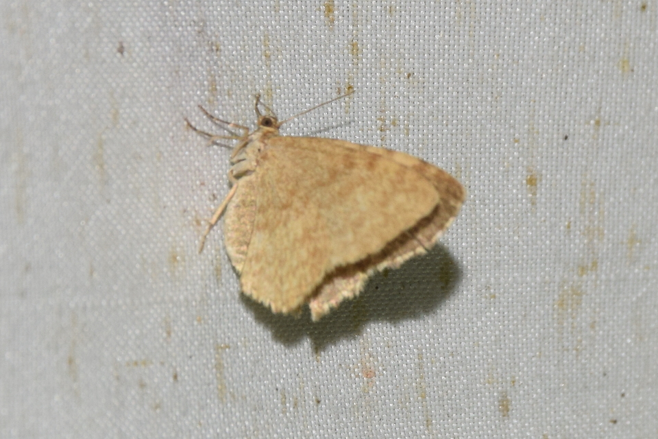 Euchoeca nebulata - barnás égeraraszoló