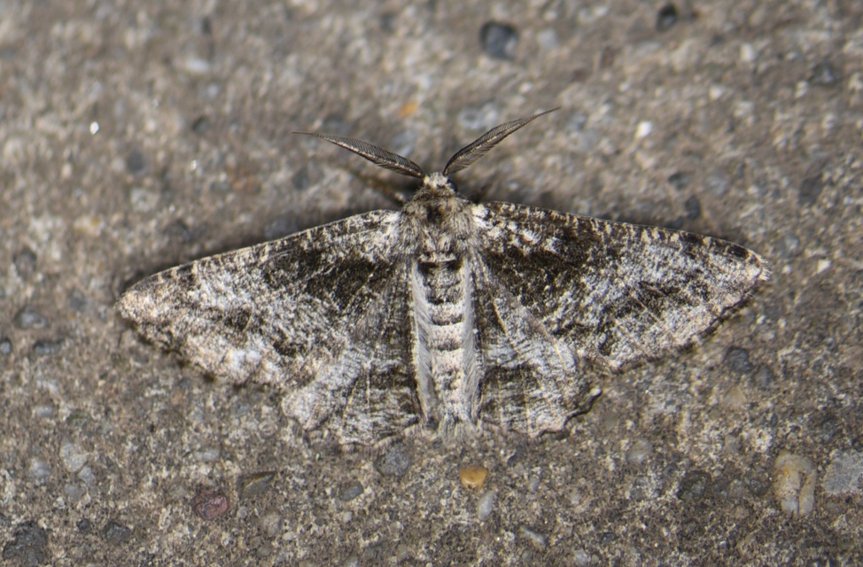 Synopsia sociaria - ürömaraszoló
