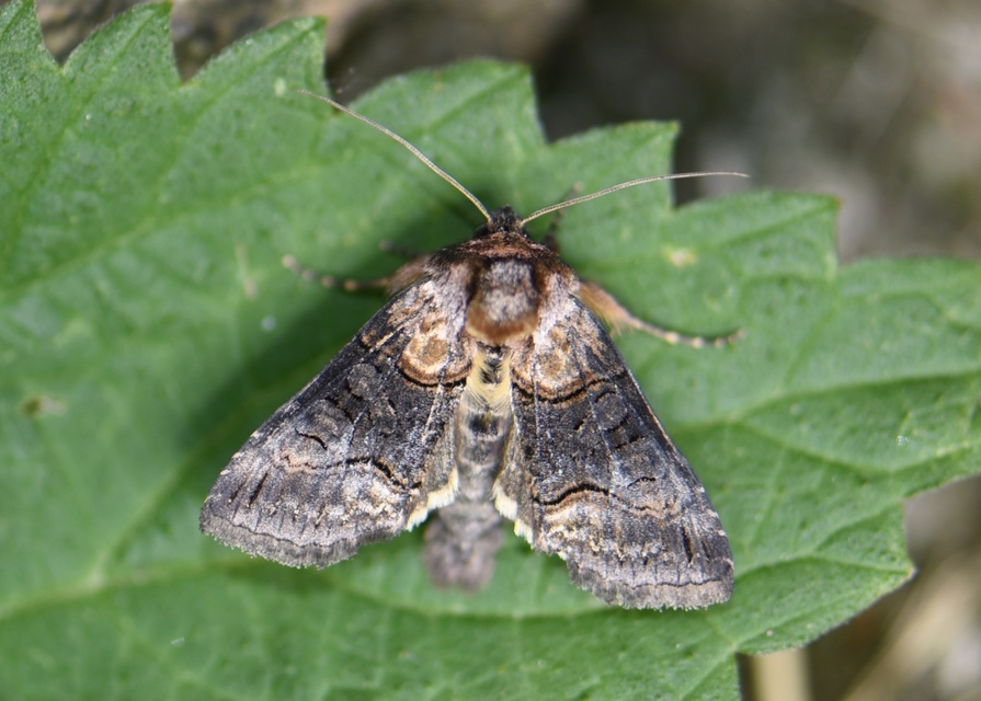 Abrostola asclepiadis - barnaövű csalánbagoly