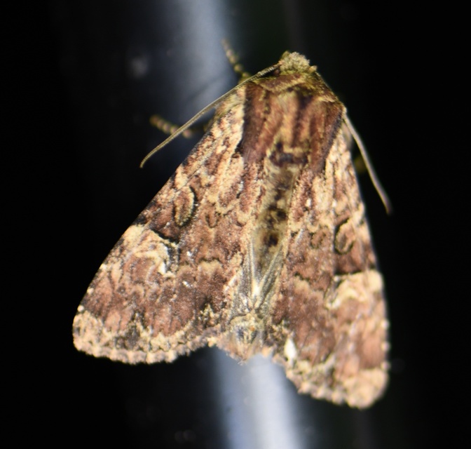 Apamea epomidion - vörösbarna dudvabagoly