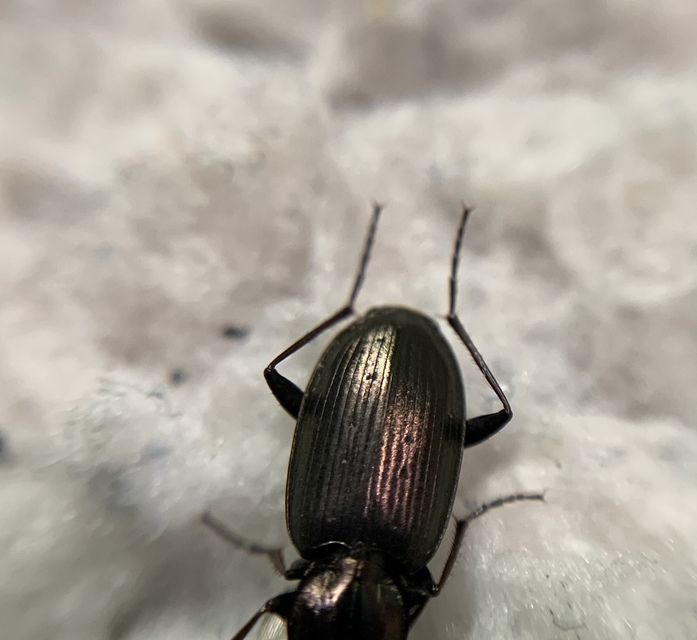 Agonum gracilipes - kecses kisfutó Agonum gracilipes - kecses kisfutó