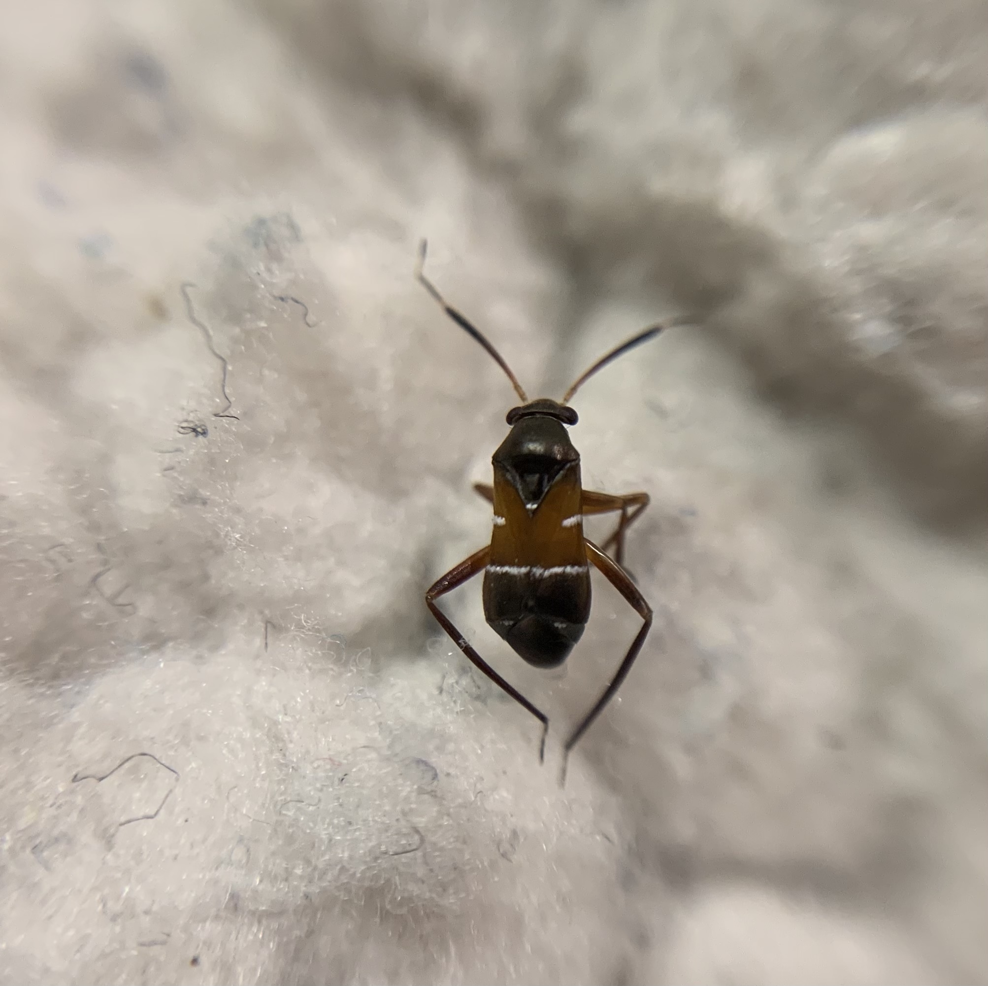 Pilophorus cinnamopterus