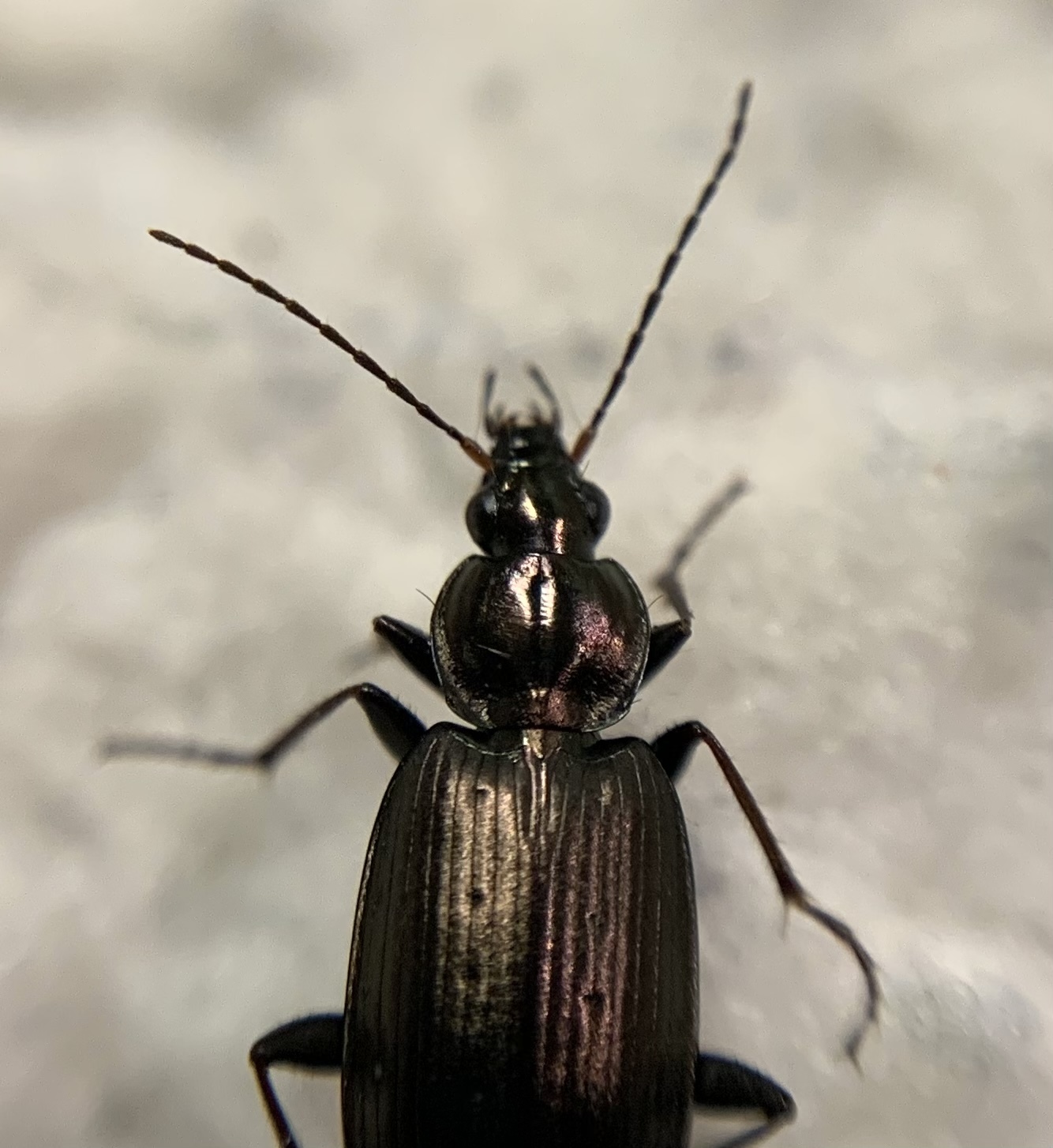 Agonum gracilipes - kecses kisfutó