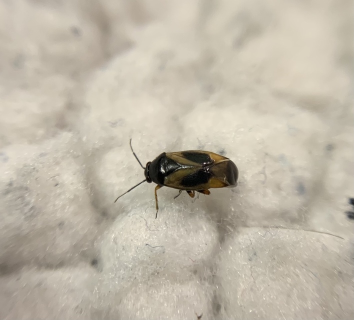 Salicarus roseri
