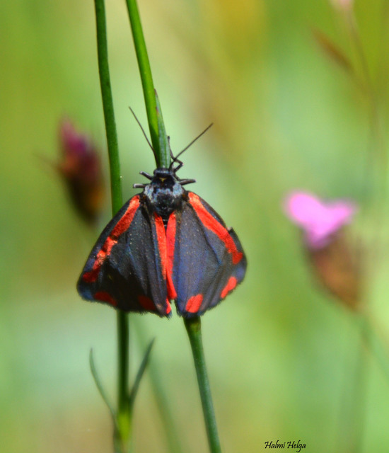 Tyria jacobaeae - jakabfű-medvelepke