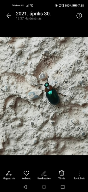 Gastrophysa polygoni - paraj-levélbogár Gastrophysa polygoni - paraj-levélbogár