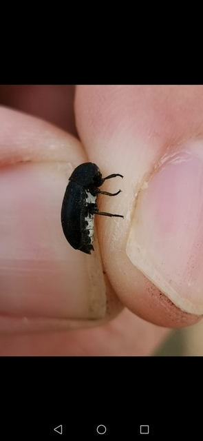 Dermestes laniarius - gyászos porva