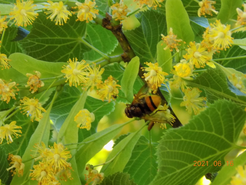 Volucella