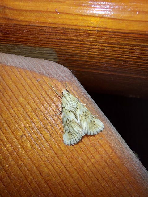 Cynaeda dentalis - gyakori ciframoly