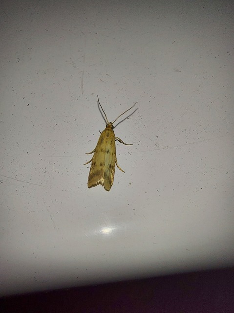 Homoeosoma sinuella - agyagsárga karcsúmoly