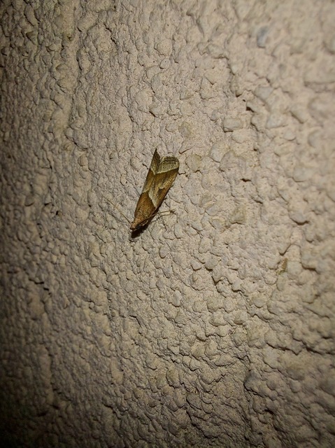 Nyctegretis lineana - agátszínű karcsúmoly