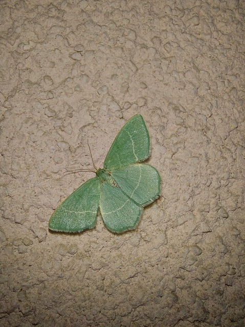 Chlorissa cloraria - sárgászöld araszoló