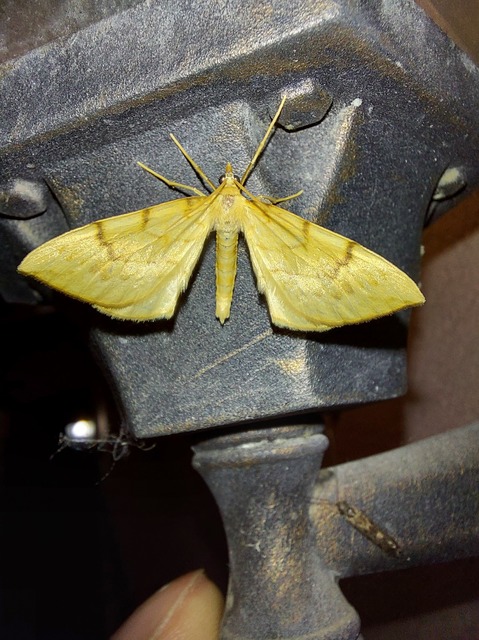 Eulithis pyraliata - sárga galajaraszoló
