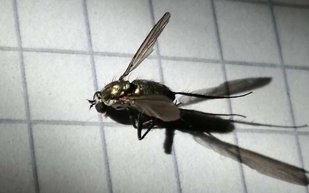 Dolichopodidae - szúnyoglábú legyek