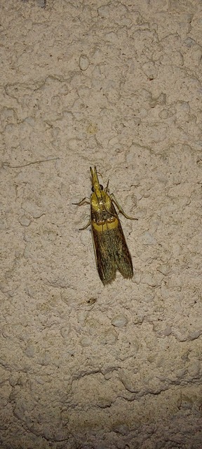 Etiella zinckenella - akácmoly