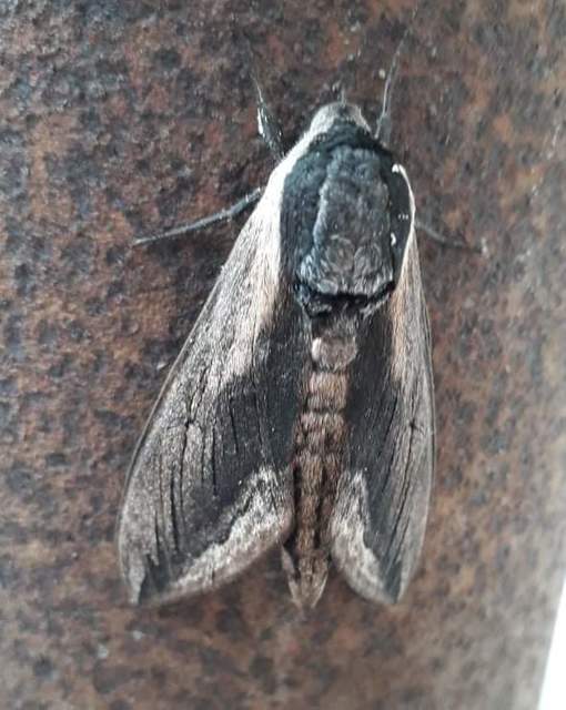 Sphinx ligustri - fagyalszender