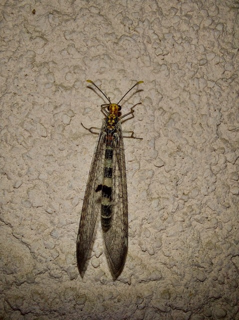 Megistopus flavicornis - kétfoltos hangyaleső