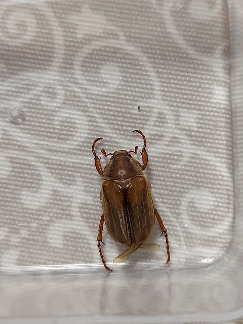 Amphimallon solstitiale - bordás sárgacserebogár