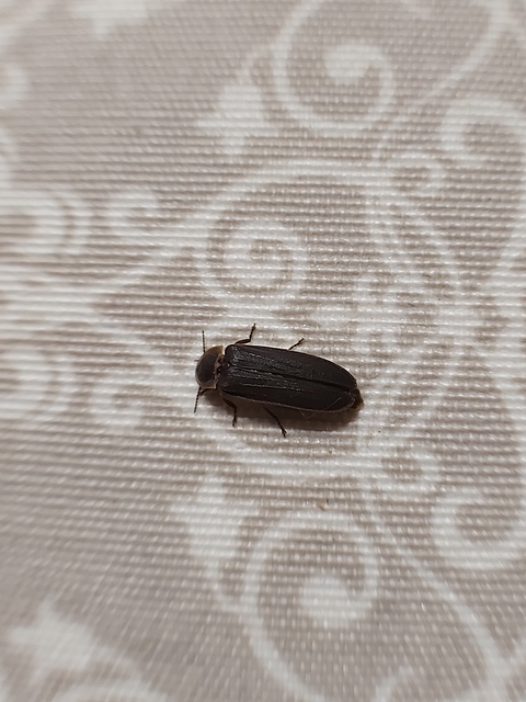 Lampyris noctiluca - nagy szentjánosbogár