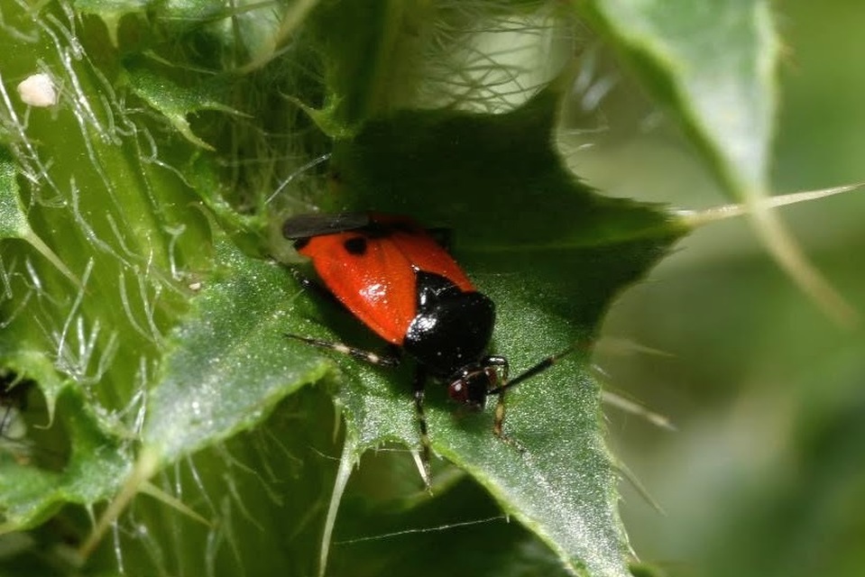Deraeocoris rutilus - cinóber mezeipoloska