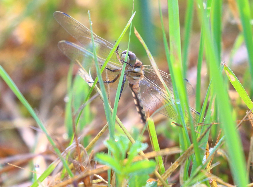 Orthetrum albistylum - fehérfarkú pásztorszitakötő
