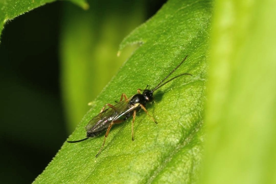 Eriborus