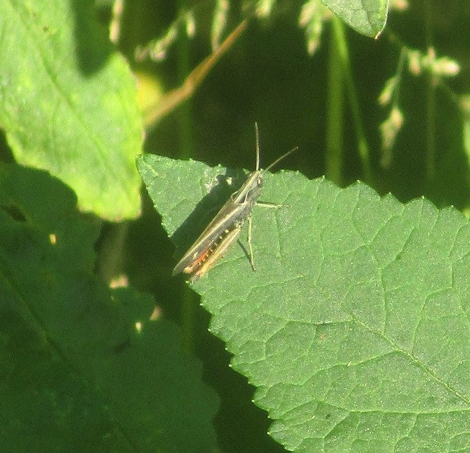Omocestus rufipes - vöröshasú tarlósáska